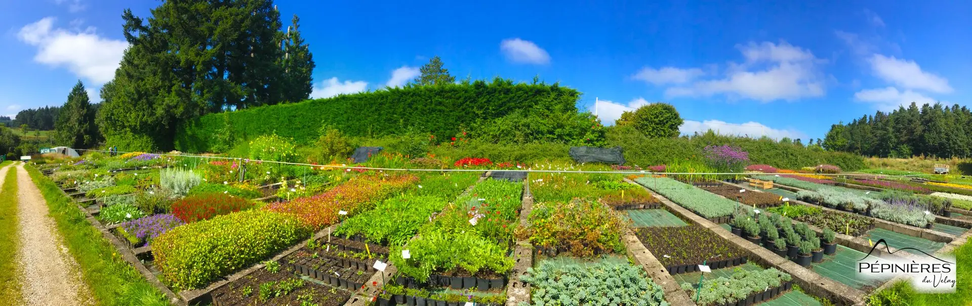 Plantes en culture dans les pépinières du Velay