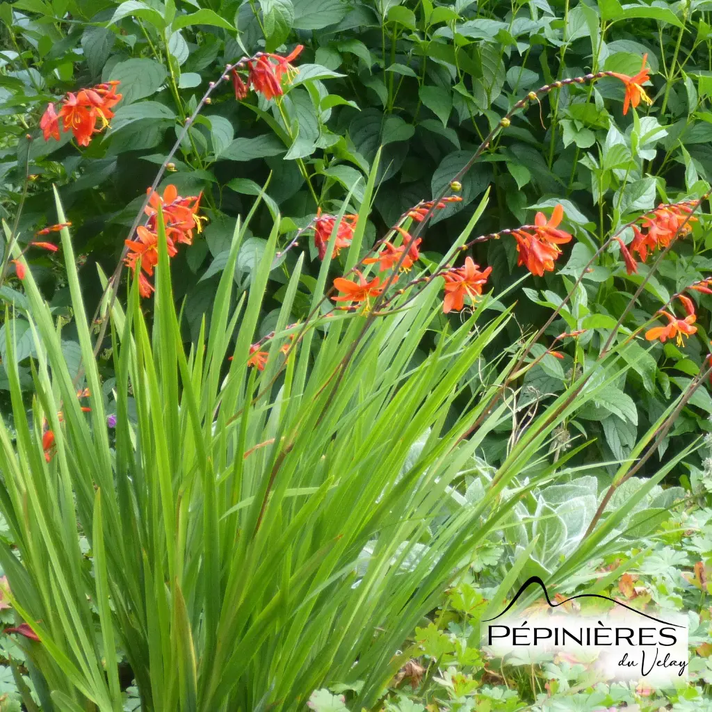 48-Crocosmia orange 01.webp
