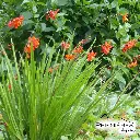 48-Crocosmia orange 01.webp