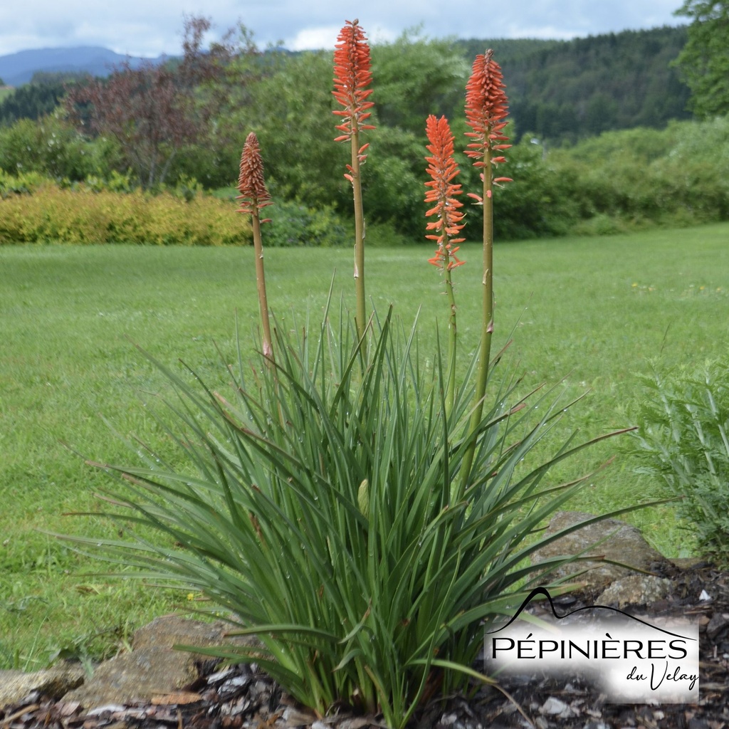56-Kniphofia Nancy Red (Raucoules) 01.jpg