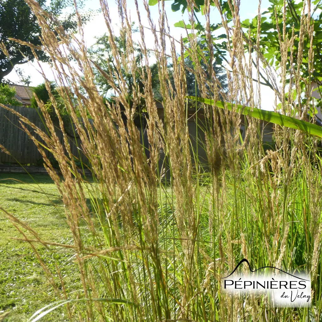 61-Calamagrostis.webp