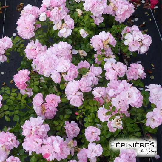 69-Rosier paysager Decorosier Mareva couvre sol 02.webp