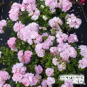 69-Rosier paysager Decorosier Mareva couvre sol 02.webp
