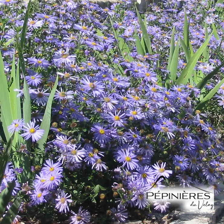 7-Aster frikartii 02.webp