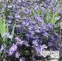 7-Aster frikartii 02.webp