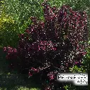 33-Weigelia Alexandra 01.webp