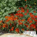 35-hélianthème fire dragon 02.webp