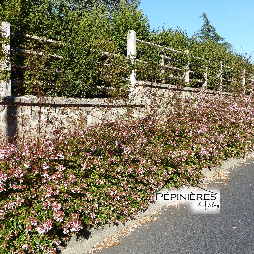 Abelia haie.webp