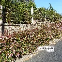 Abelia haie.webp
