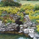 alchemille mollis 2.webp