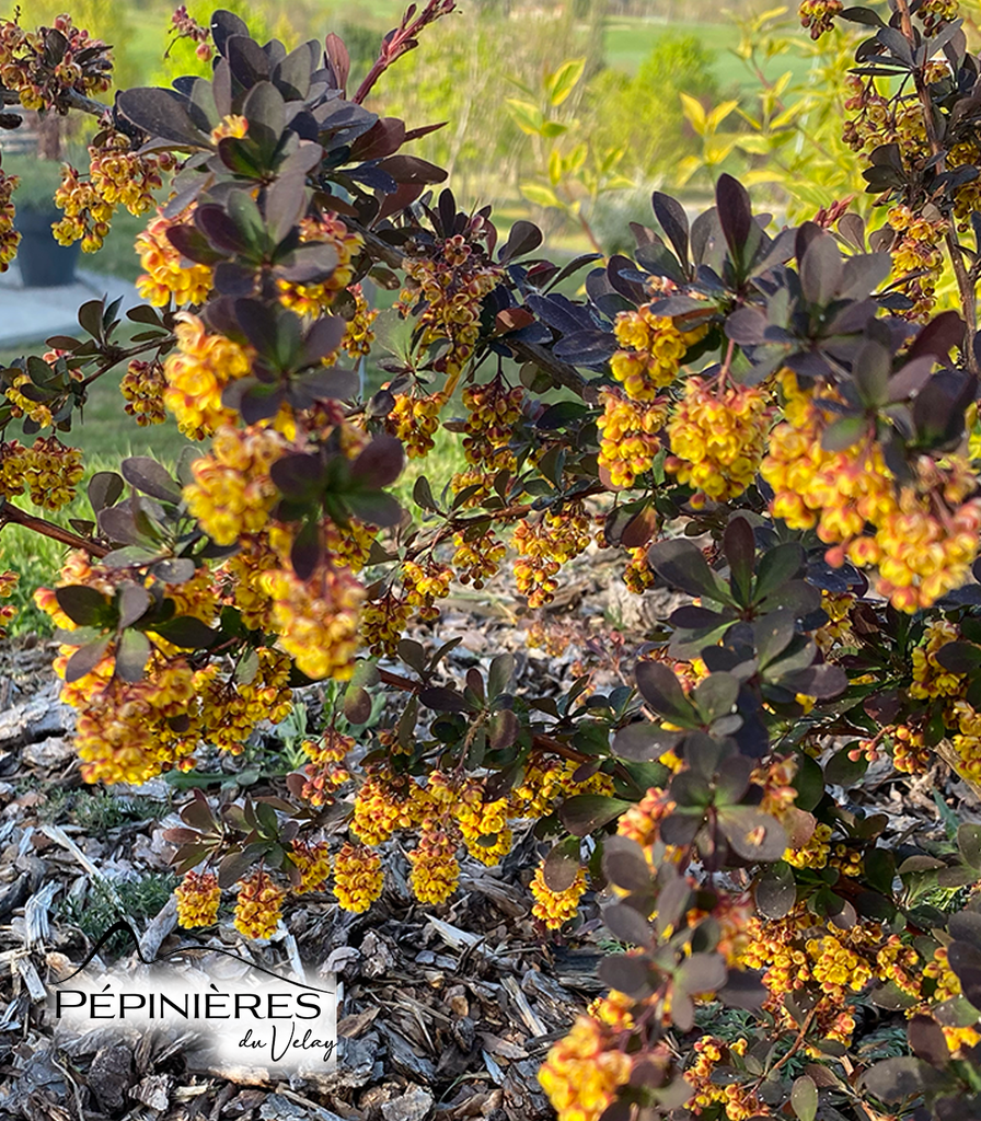 [P6D5] BERBERIS ottawensis Auricoma (feuillage pourpre) :C5
