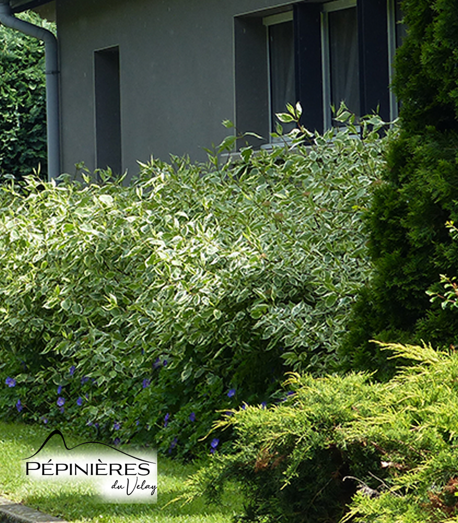 CORNUS alba Argenteomarginata :C5