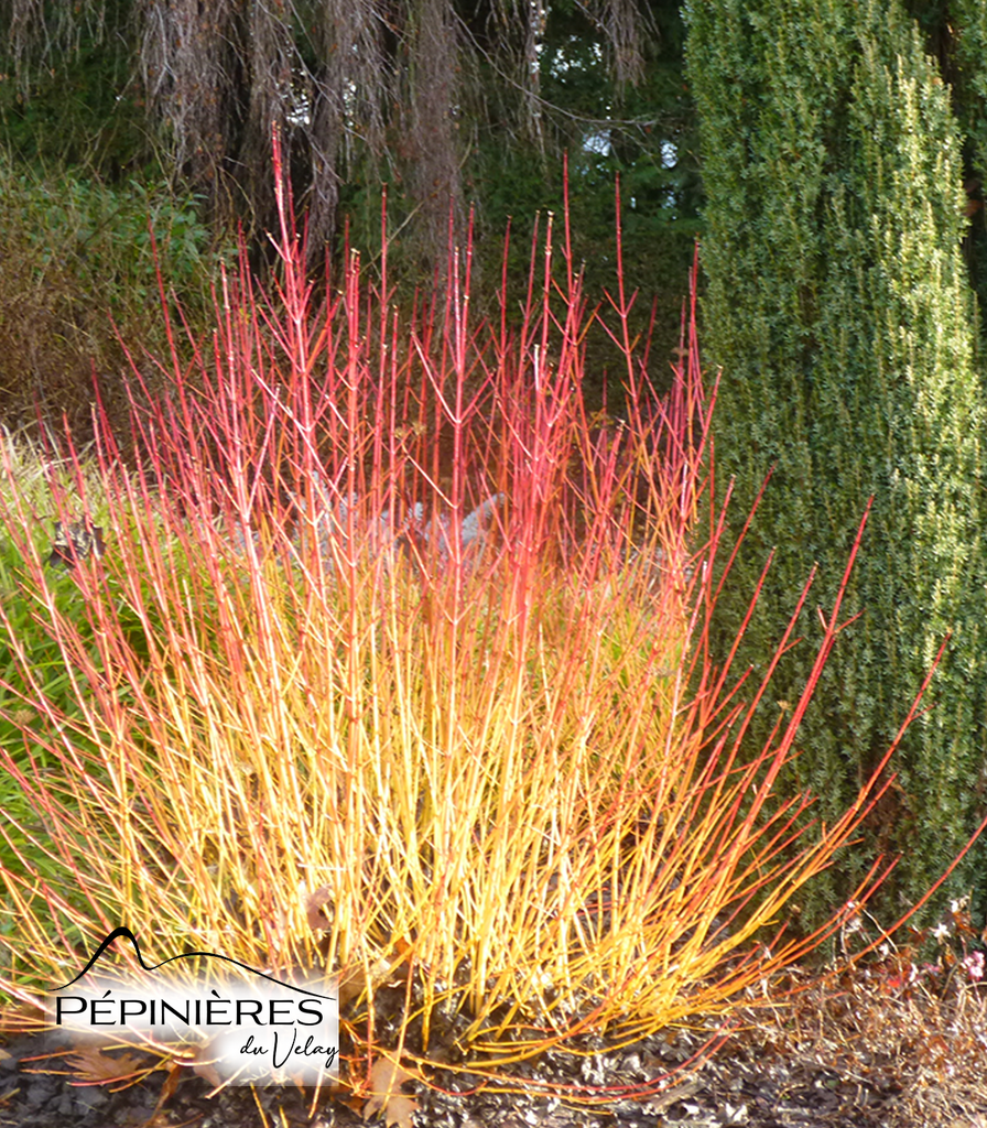 CORNUS Sanguinea Midwinter fire :C5
