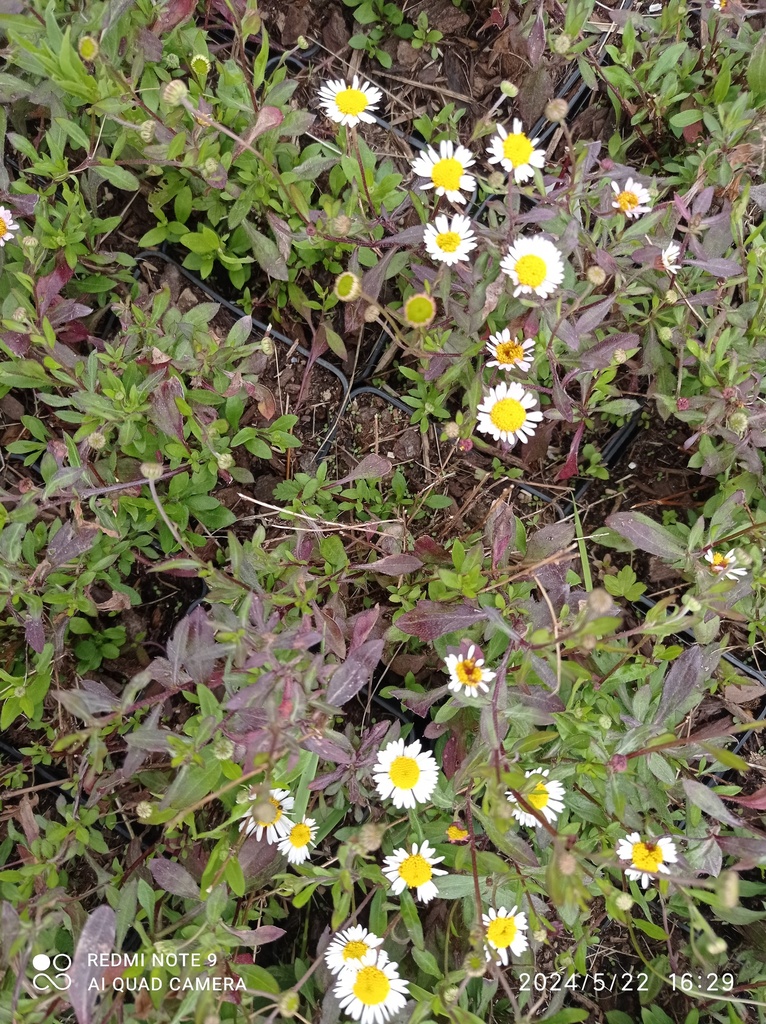 [C40] ERIGERON Karvinskianus :C0.75