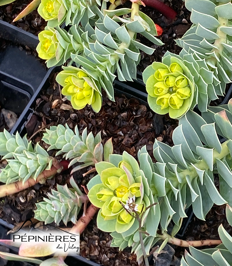 EUPHORBIA Myrsinites (Euphorbe de Corse) :C0.75