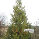 ILEX aquifolium Alaska :C5