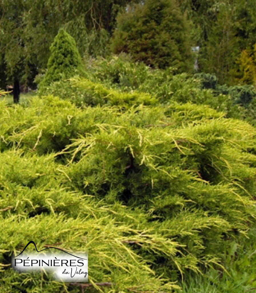 JUNIPERUS x Média Pfitzeriana Aurea :C5
