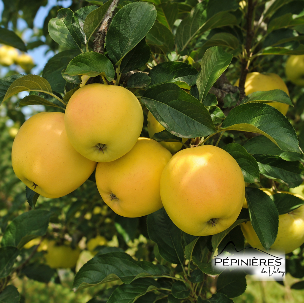 MALUS Belchard sur franc 6/8 (pommier) :C20
