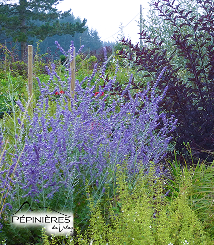 [P8G2] PEROVSKIA atriplicifolia Blue Spire (Sauge d'Afghanistan) :C5