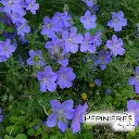 GERANIUM 'Brookside' :C2