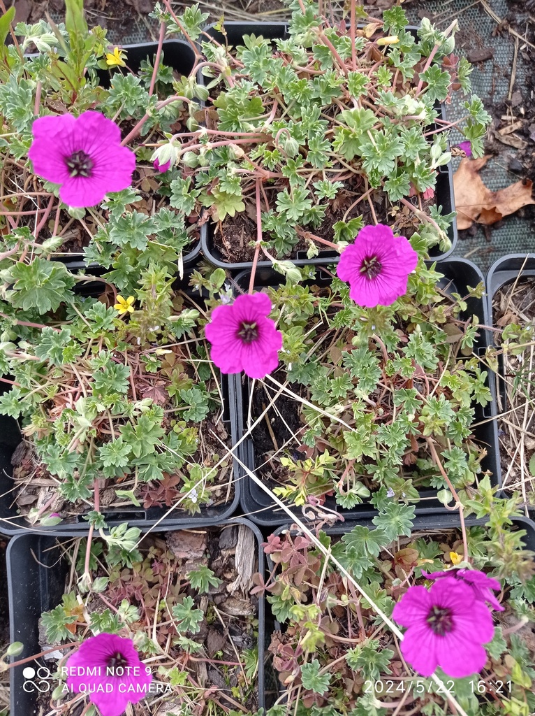GERANIUM 'Giuseppi' :C0.75