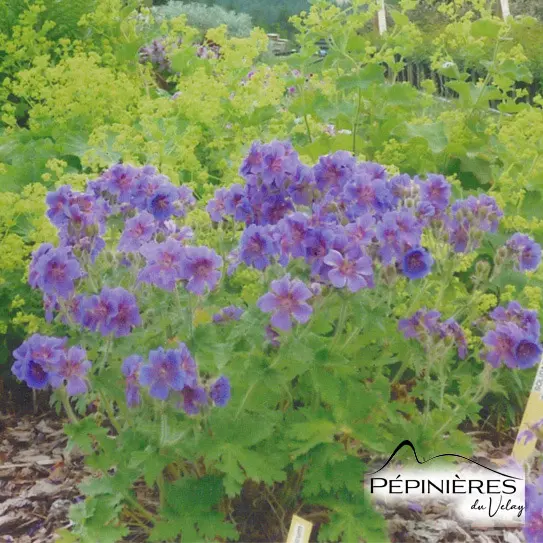 [C0.755] GERANIUM 'Magnificum' :C2