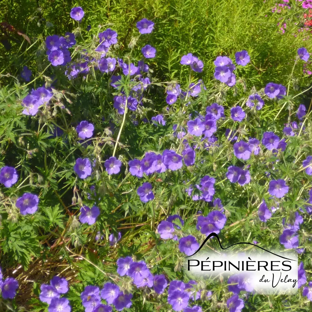 GERANIUM 'Orion' :C2