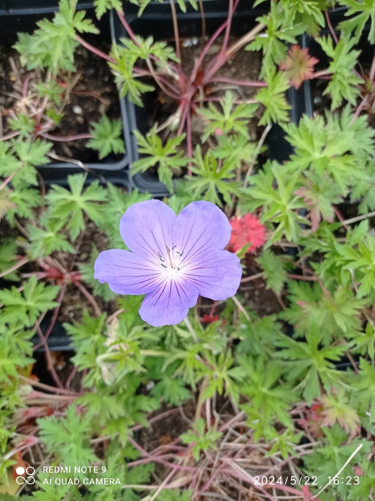 GERANIUM 'Orion' :C2