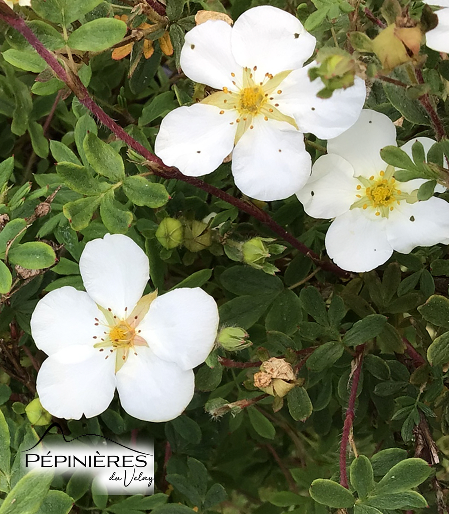 [P7G6] POTENTILLE Fructicosa Abbotswood :C5