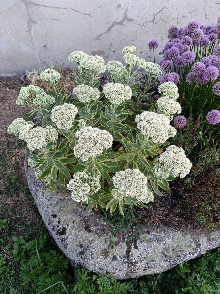 SEDUM Spectabile panaché (Sédum) :C0.75