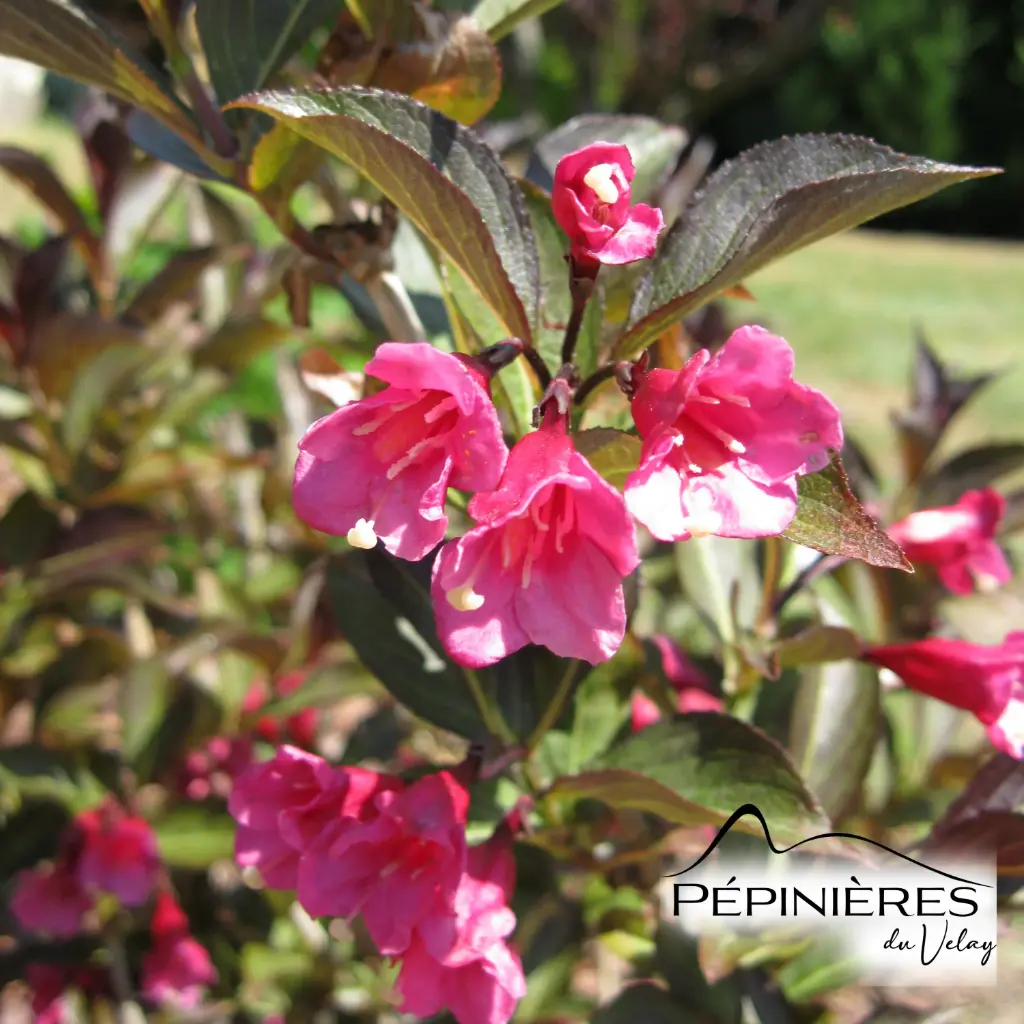 WEIGELIA Alexandra :C5