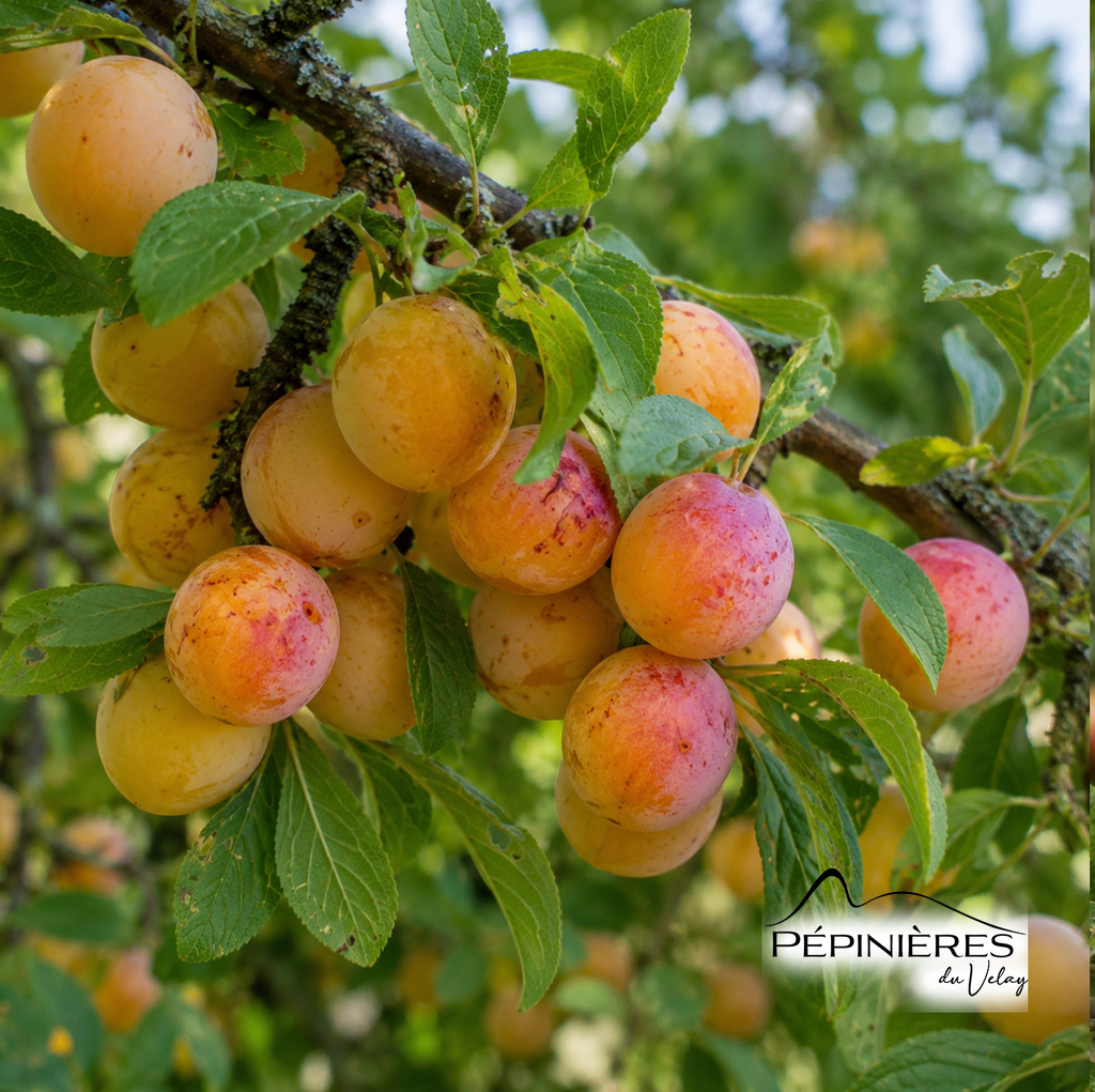 PRUNUS Mirabelle de Nancy (Prunier) 6/8 :C20
