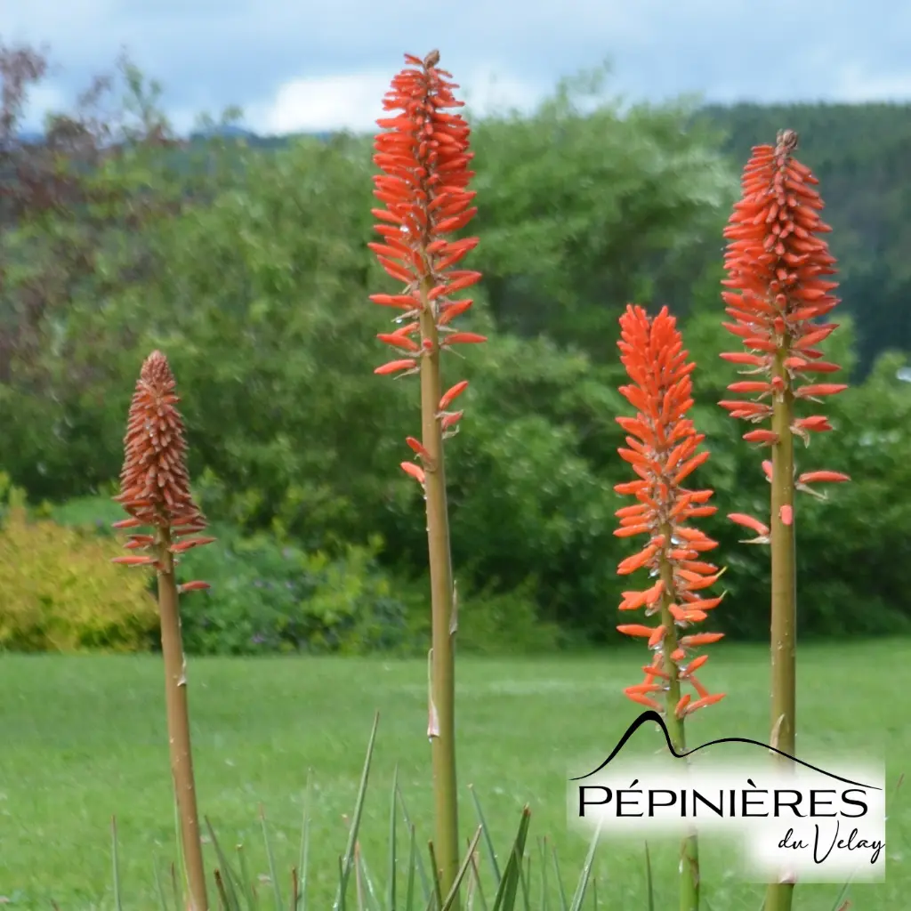 KNIPHOFIA 'Nancy red' (Touffe trapue, fleur rouge corail) :C2