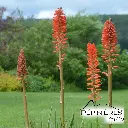 KNIPHOFIA 'Nancy red' (Touffe trapue, fleur rouge corail) :C2