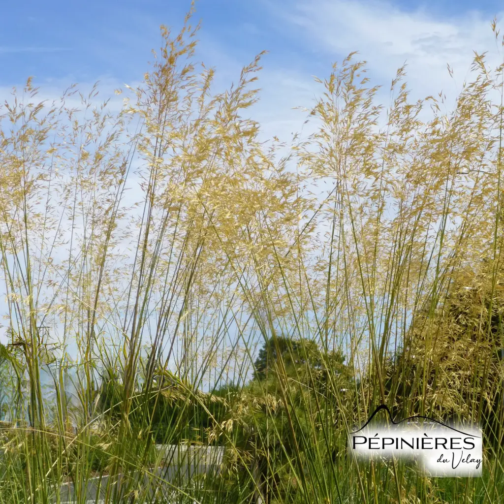 STIPA Gigantea (Stipe géante) :C2