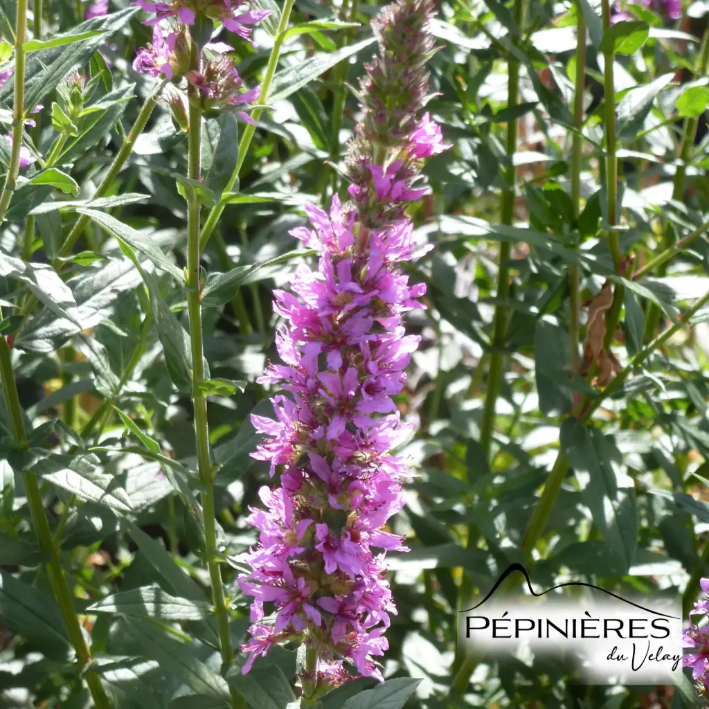 [C0.757] LYTHRUM Salicaria (Salicaire) :C0.75