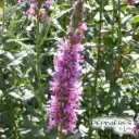 LYTHRUM Salicaria (Salicaire) :C0.75