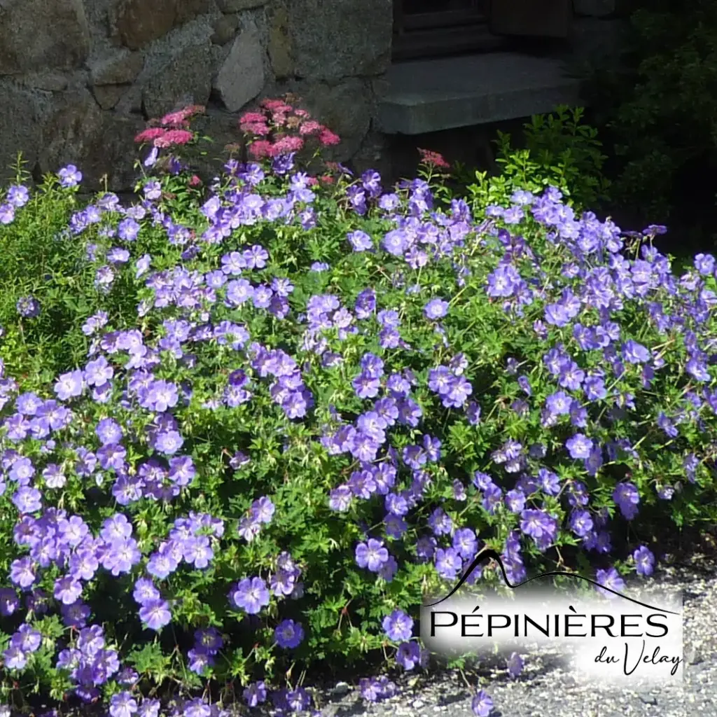 GERANIUM 'Rozanne' :C2