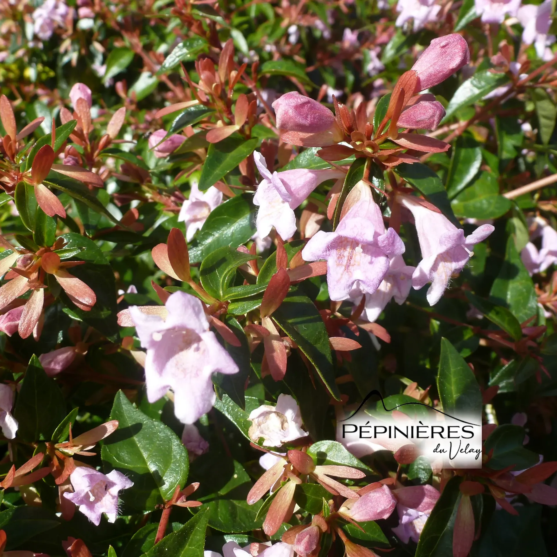 ABELIA grandiflora Edward Goucher :C5