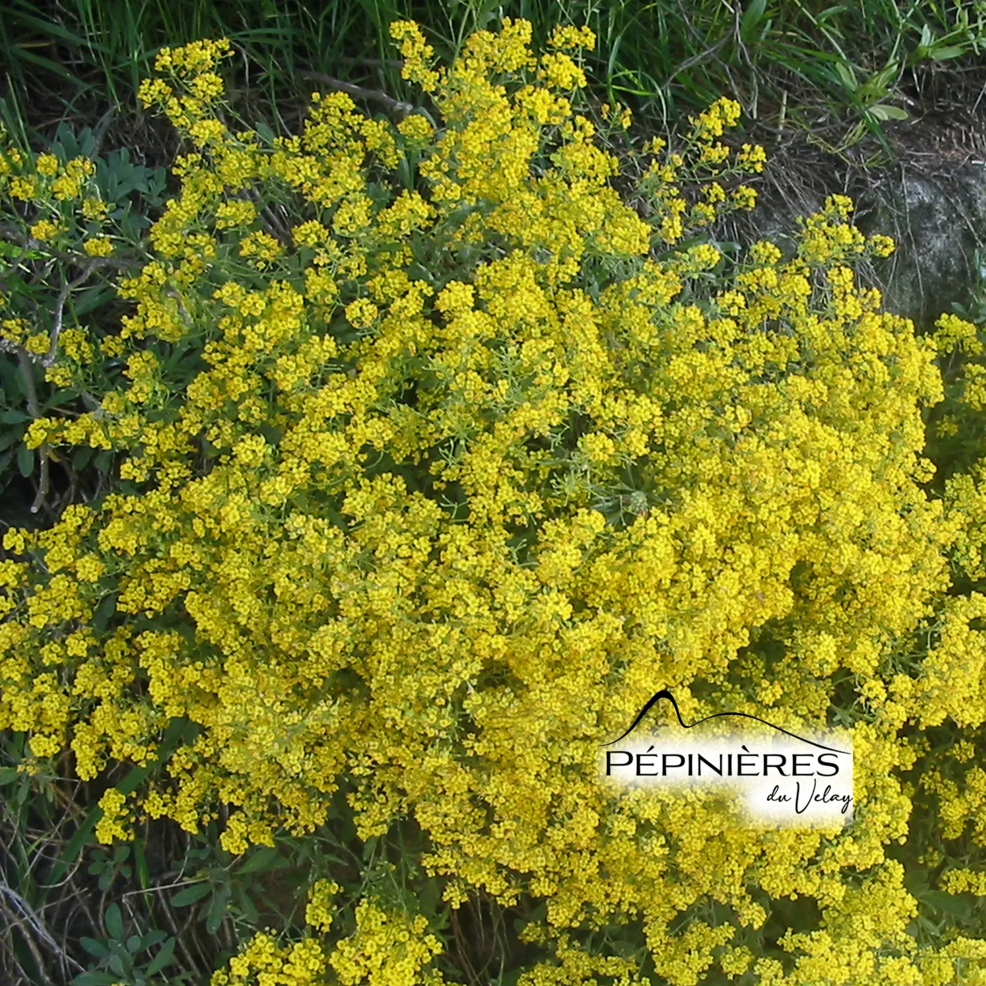 ALYSSUM Saxatile 'Gold Luchon' (Corbeille d'or) :C0.75