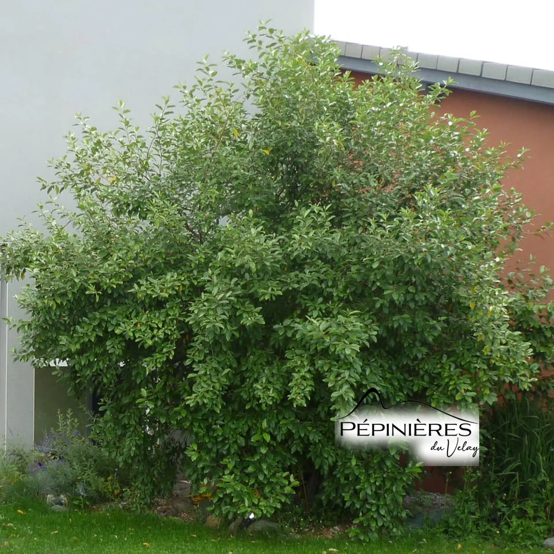 [P6G7, P7D4] ELEAGNUS umbellata :C5