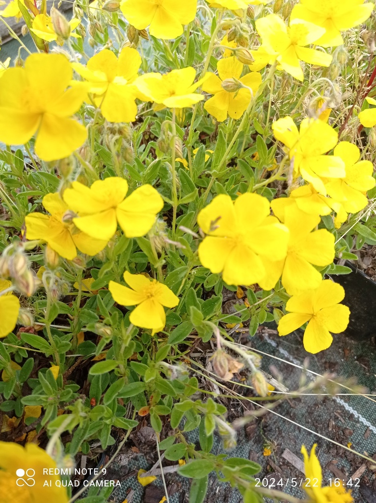 HELIANTHEMUM 'Sterntaler' (jaune) :C0.75