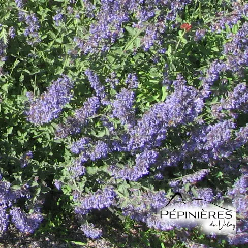 NEPETA Fassenii 'Junior Walker' (vigoureuse, 40cm) :C0.75