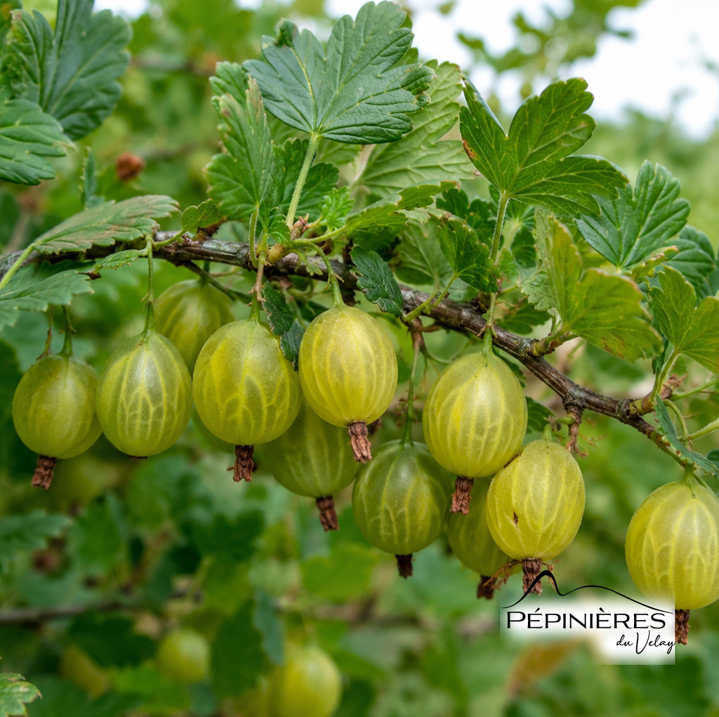 [P9D5, PLT M7] RIBES Uva-crispa (Groseiller à Maquereau) Fruit Rouge (Capivator) :C5