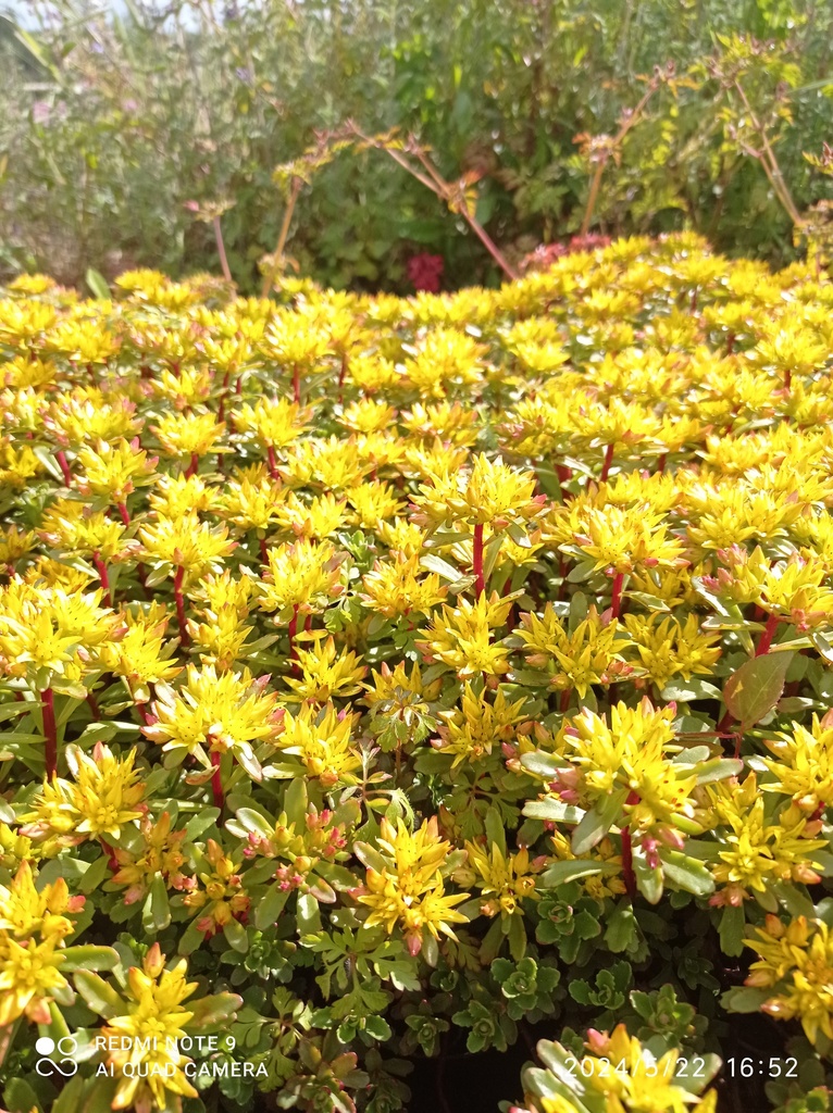 SEDUM Floriferum 'Weihenstephaner Gold'(Sédum) :C0.75