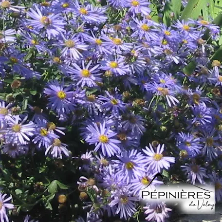 ASTER Frikartii (Aster d'été) :C0,75
