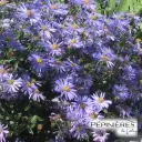 ASTER Frikartii (Aster d'été) :C0,75