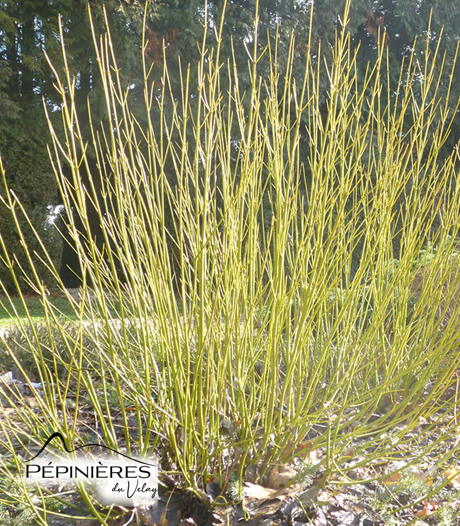 CORNUS Stolonifera Flaviramea (bois jaune) :C5