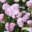 ROSIER Mareva (Fleur Rose claire) :C7