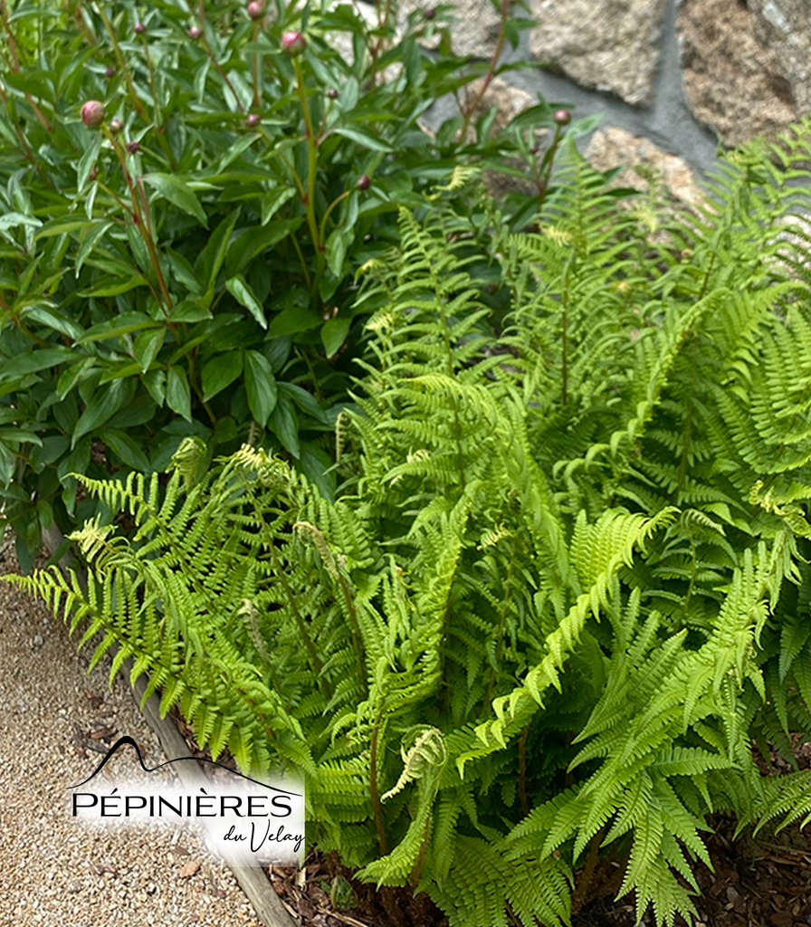 DRYOPTERIS Filix Mas (Fougère mâle) :C5